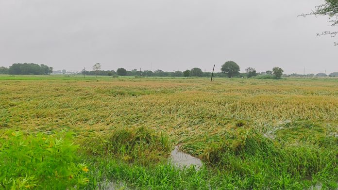 Torrential rain... Severe damage to the food supply Torrential rain... Severe damage to the food supply