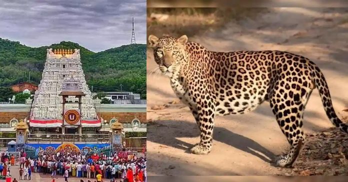 Leopard roaming on Tirumala Ghat road again