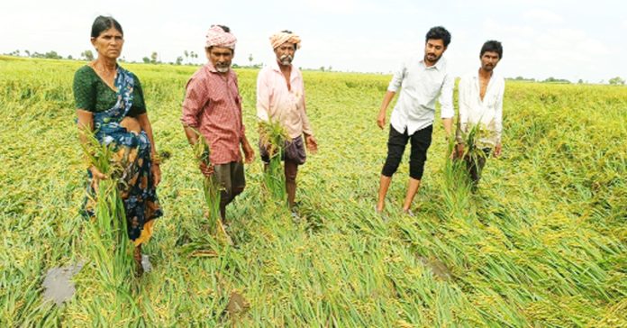 Ground rice