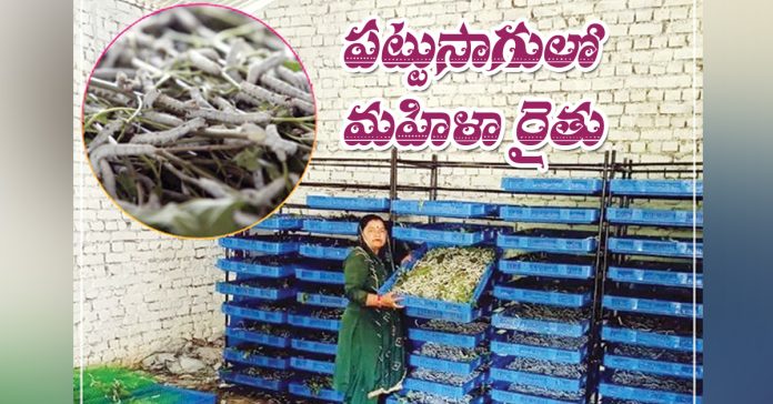 A female farmer in silk cultivation