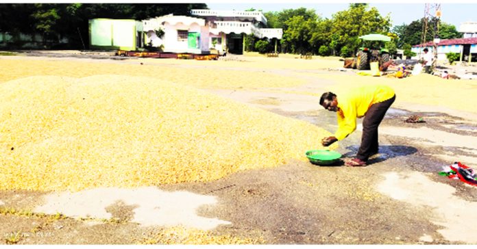 Untimely rain.. wet corn