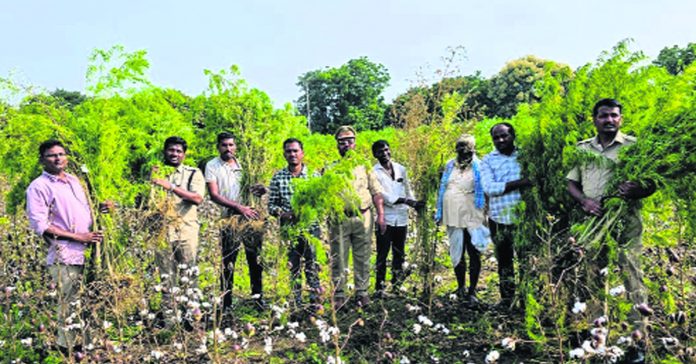 Cannabis cultivation in cotton fields
