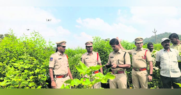 Identification of cannabis plants with drones