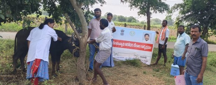Vaccinations for cattle against rabies