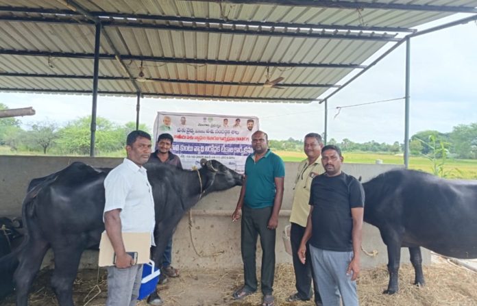 Vaccinations for cattle against rabies in Manoharabad