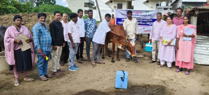 Vaccinations for cattle to prevent disease