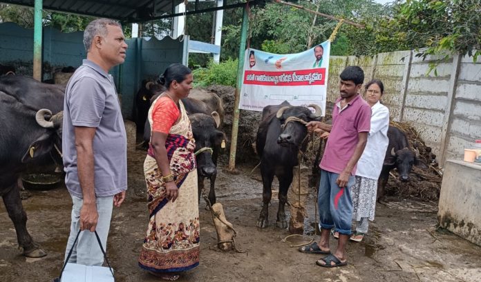 Vaccinations for livestock are a must. Vaccinations for livestock are a must.