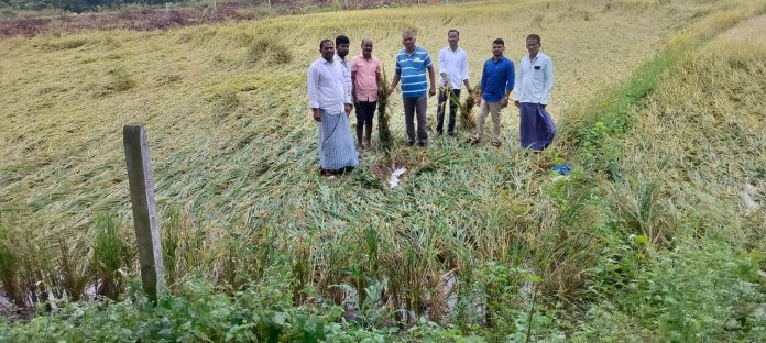 స్లగ్ 2 వరి పంటను పరిశీలిస్తున్న సహాయ వ్యవసాయ అధికారి