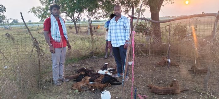 15 lambs killed in stray dog ​​attack