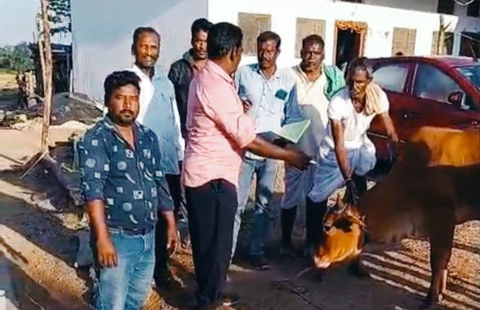 Cattle vaccinated against rabies in Gouraram