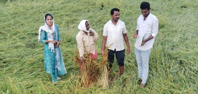 Crop damage in 33 acres!