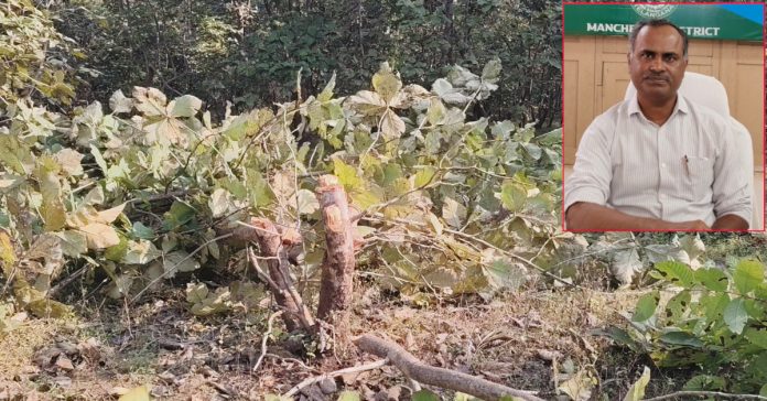 Cutting of teak trees in Tapalapur beat..