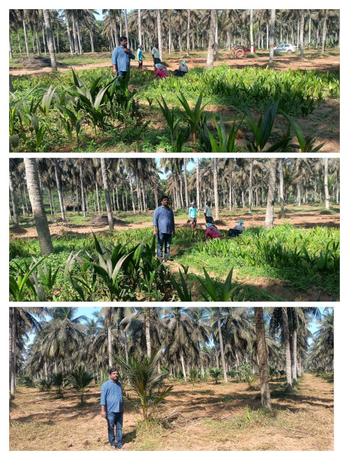 ప్రత్యామ్నాయంగా కొబ్బరి సాగు అభివృద్ది