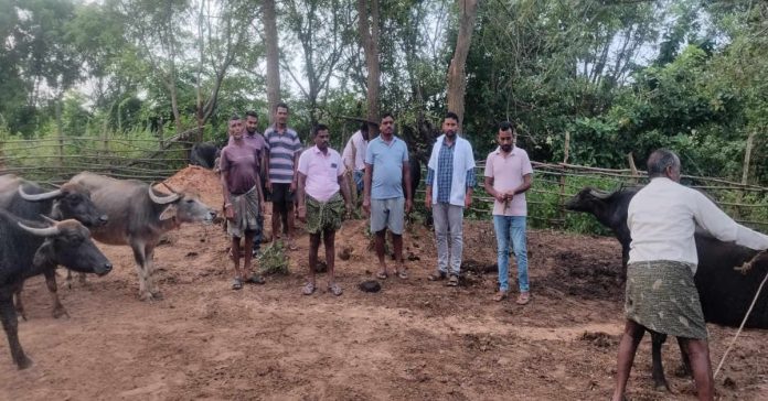 గాలికుంటు వ్యాధి నివారణ టీకాలు