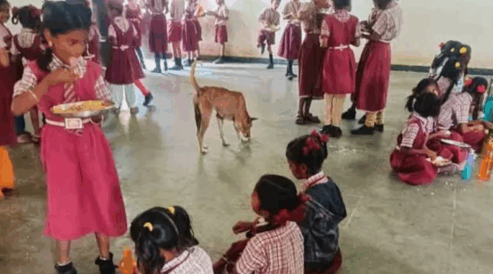 పాఠశాల డైనింగ్ హాల్లోకి కుక్కలు..