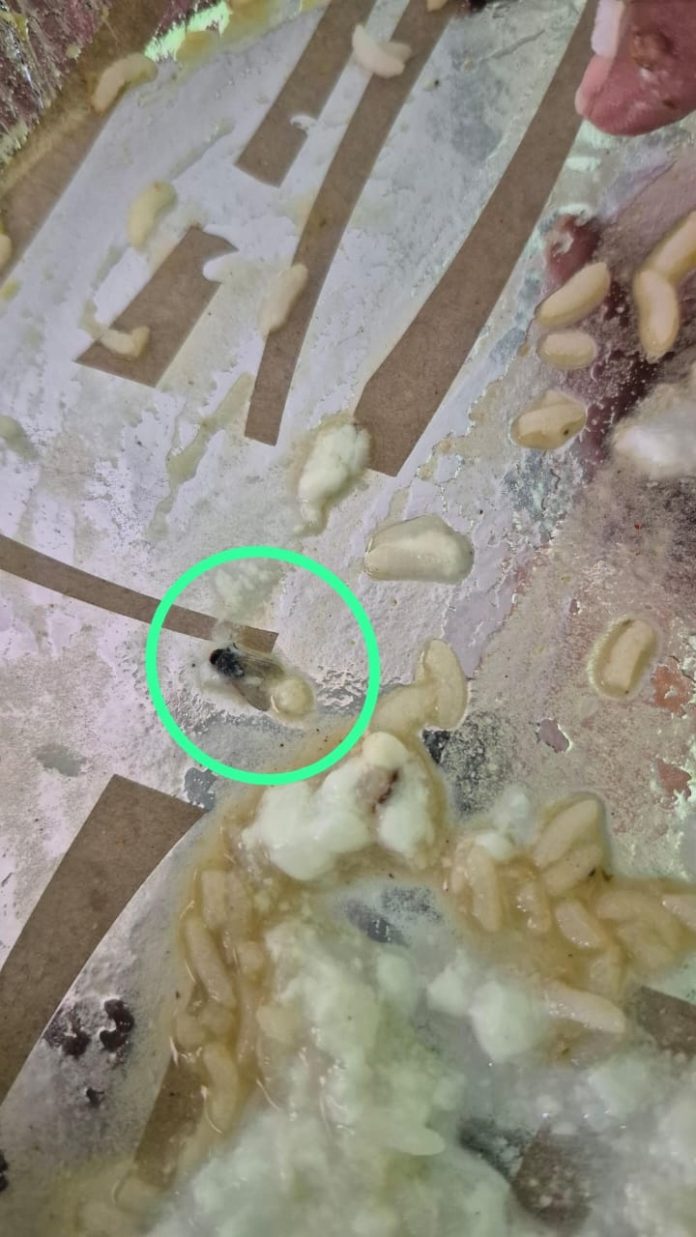 హోటల్ భోజనంలో ఈగ