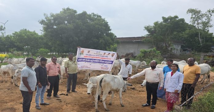వివేక్నగర్ తండాలో గాలికుంటు వ్యాధి నివారణ టీకాలు