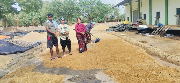 వరుసగా కురుస్తున్న వర్షాలతో తడుస్తున్న ధాన్యం కుప్పలు