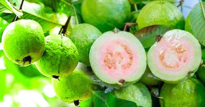 జామతో ప్రయోజనాలు