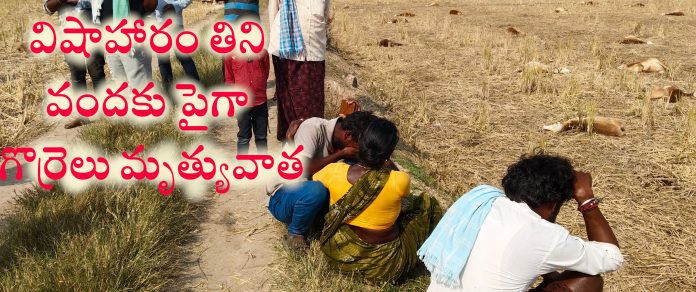 విషాహారం తిని వందకు పైగా గొర్రెలు మృత్యువాత