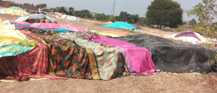 Paddy remains in the fields due to lack of lorries