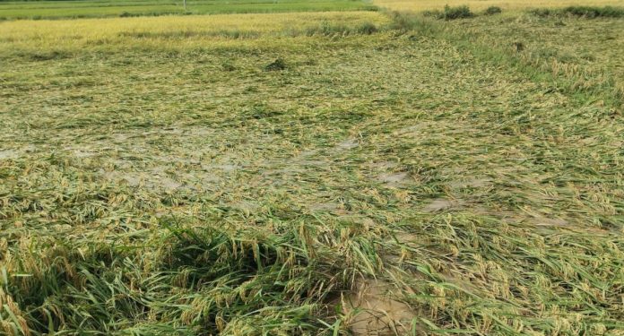 పంట నష్టంపై ప్రాథమిక సర్వే ప్రారంభం.!