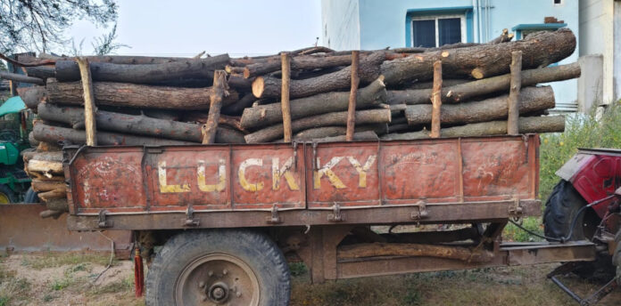 Strict action against cutting trees in forest areas