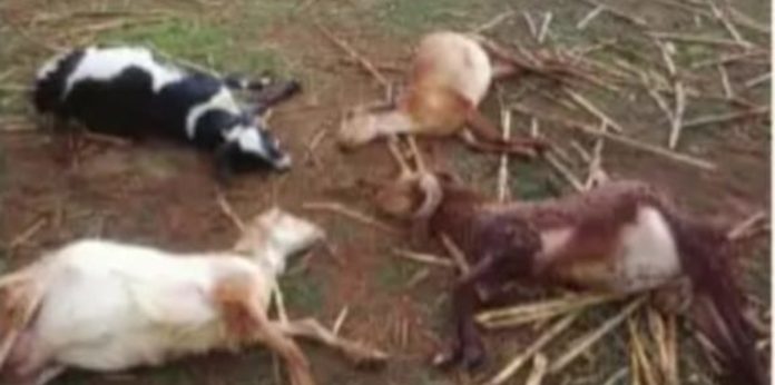 చనిపోయిన గొర్రెలకు ప్రభుత్వం ఎక్స్గ్రేషియా ప్రకటించాలి