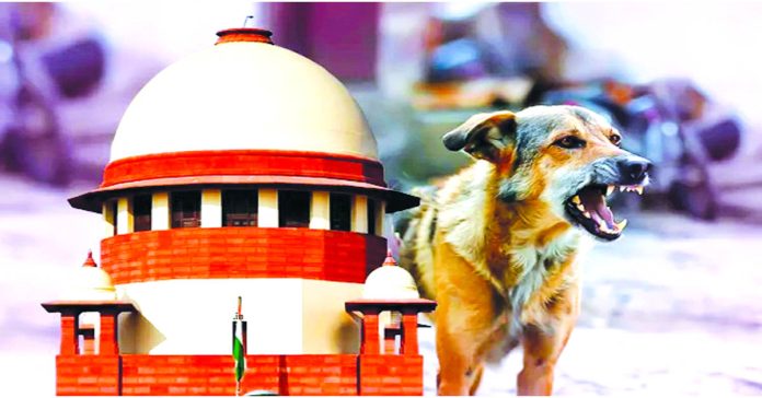 వీధి కుక్కలపై చర్యలు తీసుకోవాలి