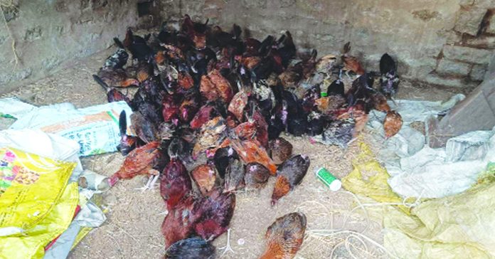 Roosters on the national highway