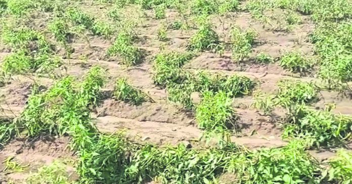 లెంకలగడ్డలో భారీ సుడిగాలి బీభత్సం