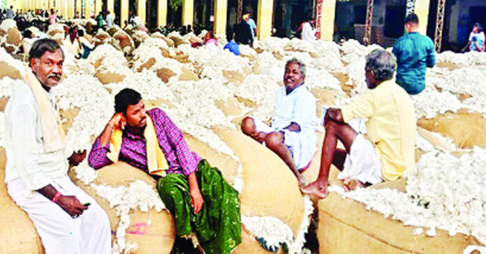 Is it farmers or traders who 'support' cotton?