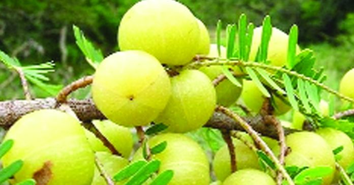 ఉసిరితో లాభాలు….