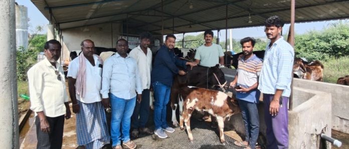 పశువులకు గాలికుంటూ వ్యాధి నివారణకు టీకాలు తప్పని సరి