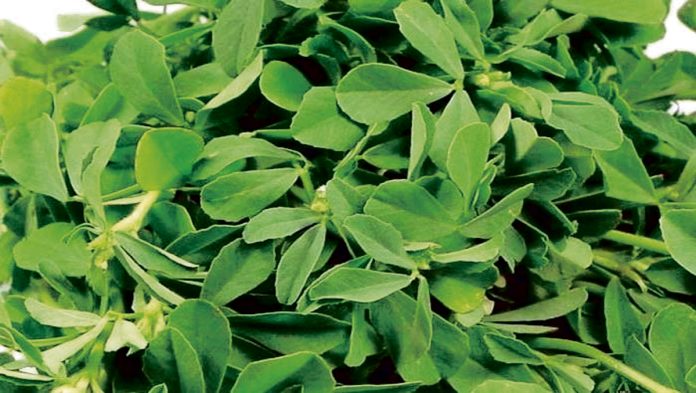 మెంతి ఆకులతో…