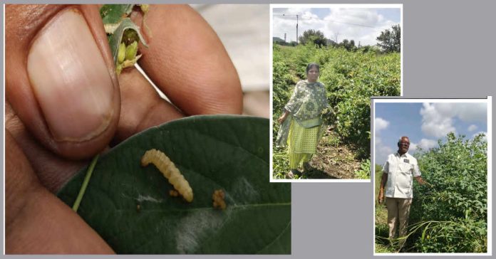 కంది రైతులు పంటను ఆశించే పురుగులపై శ్రద్ధ పెట్టాలి