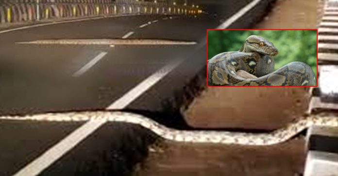 తిరుమల రెండో ఘాట్ రోడ్డులో కొండ చిలువ కలకలం..వీడియో వైరల్