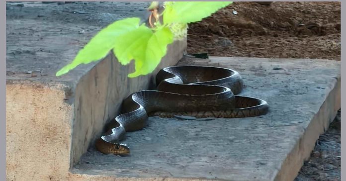 ప్రతిరోజు ఇంటి ఆవరణంలో నిద్రిస్తున్న జెర్రిపోతు