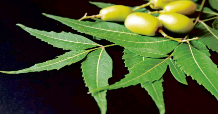 ఈ ఆకుతో ఇలా చేస్తే…