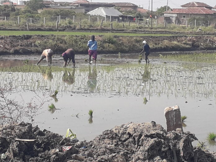 వరి నాట్లు ప్రారంభం