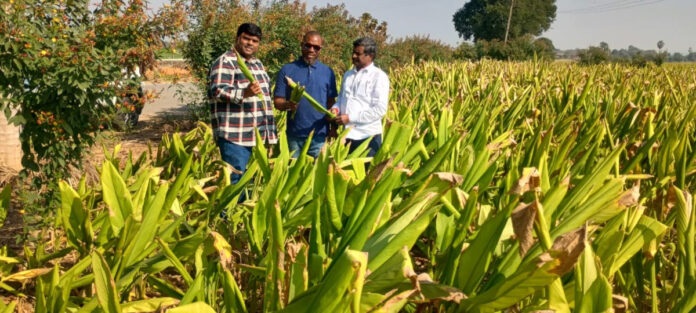 పసుపు పంటను పరిశీలించిన నైజీరియా దేశస్థుడు