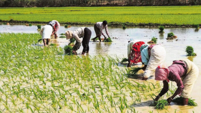 సాగులో సరికొత్త రికార్డులు