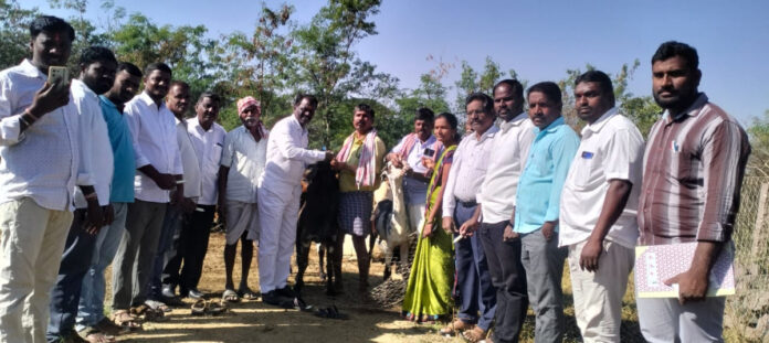 Anti-worming drugs for livestock