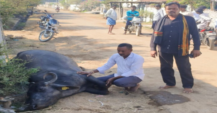 Buffalo dies after being electrocuted