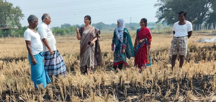 Burning rice stubble is harmful to the land and the farmer.