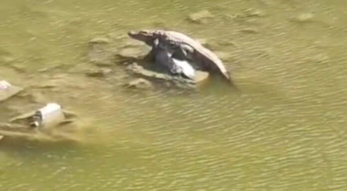 Crocodile chaos in the flood canal