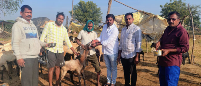 Deworming program for sheep and goats in Velpur