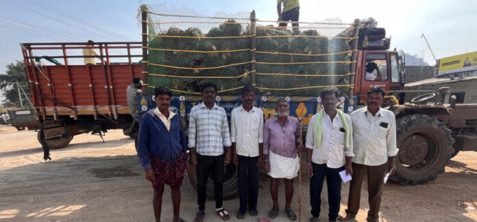 Economic development with oil farming