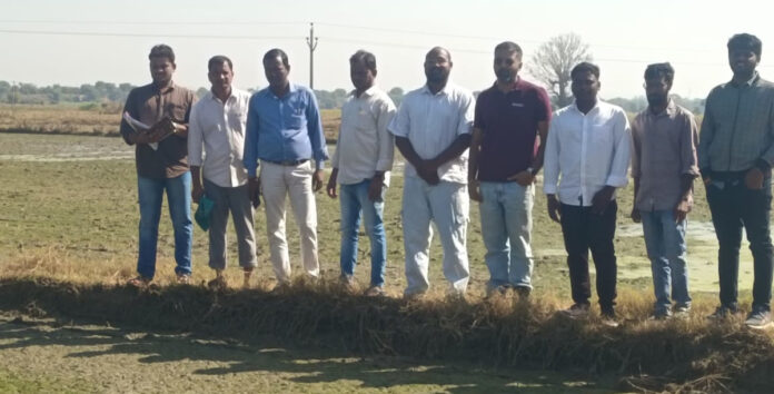 Farmers benefit greatly from the rice scattering method