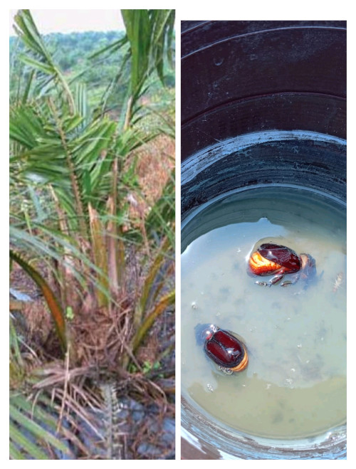 ఆయిల్ ఫామ్ తోటలలో కొమ్ము పురుగు